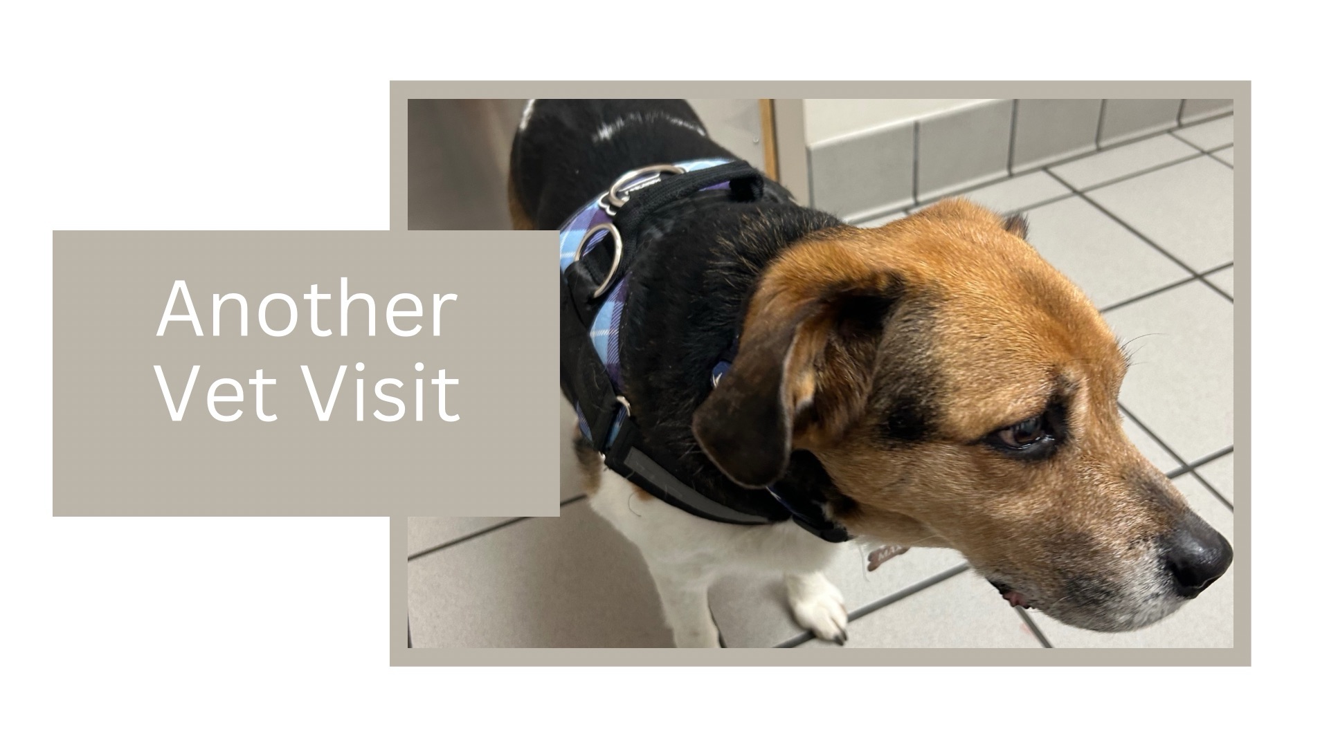 Max’s Vet Journey: A Beagle Mama’s Experience with Cellulitis and Healing
