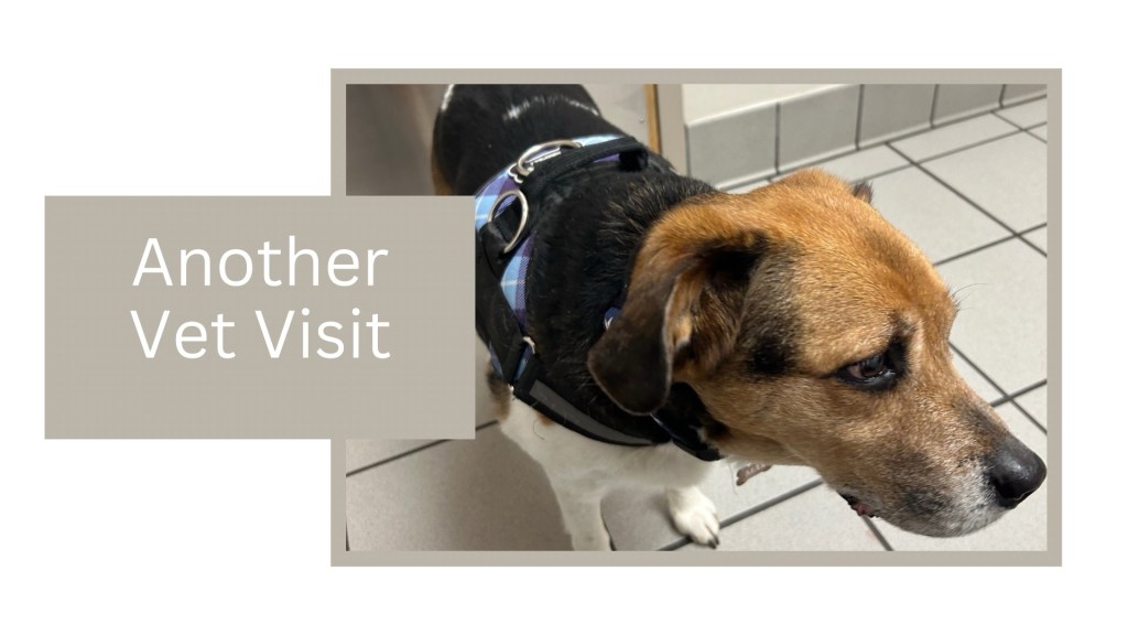 Max’s Vet Journey: A Beagle Mama’s Experience with Cellulitis and&nbsp;Healing